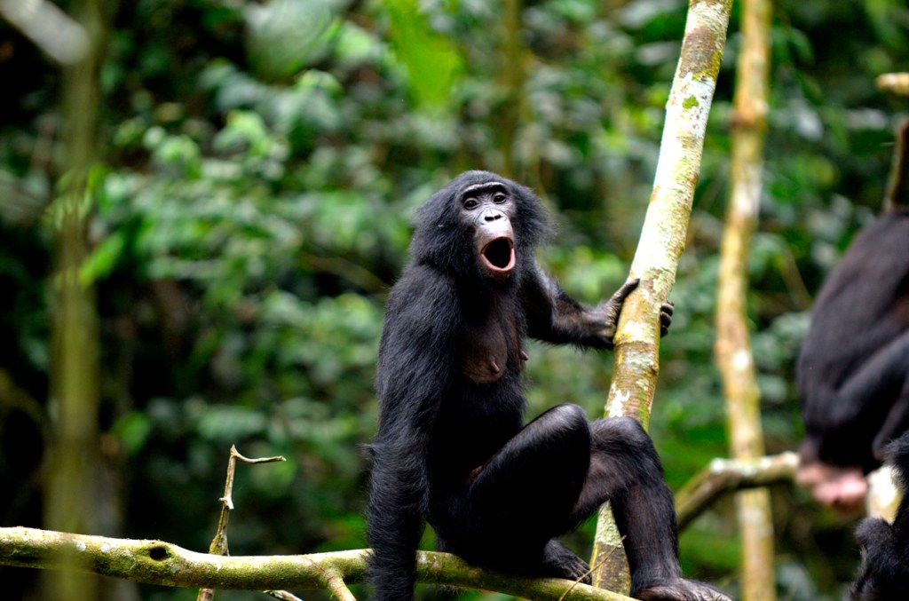 Bonobos Have Nothing on my Cats & a Slew of Other Household&nbsp;Pets